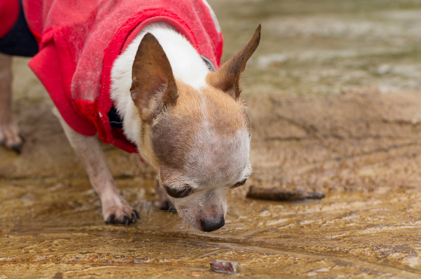 dog-licking-dirt-and-filth